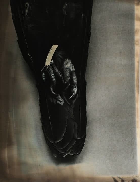 John Wood, Eagle Pelt, 1985