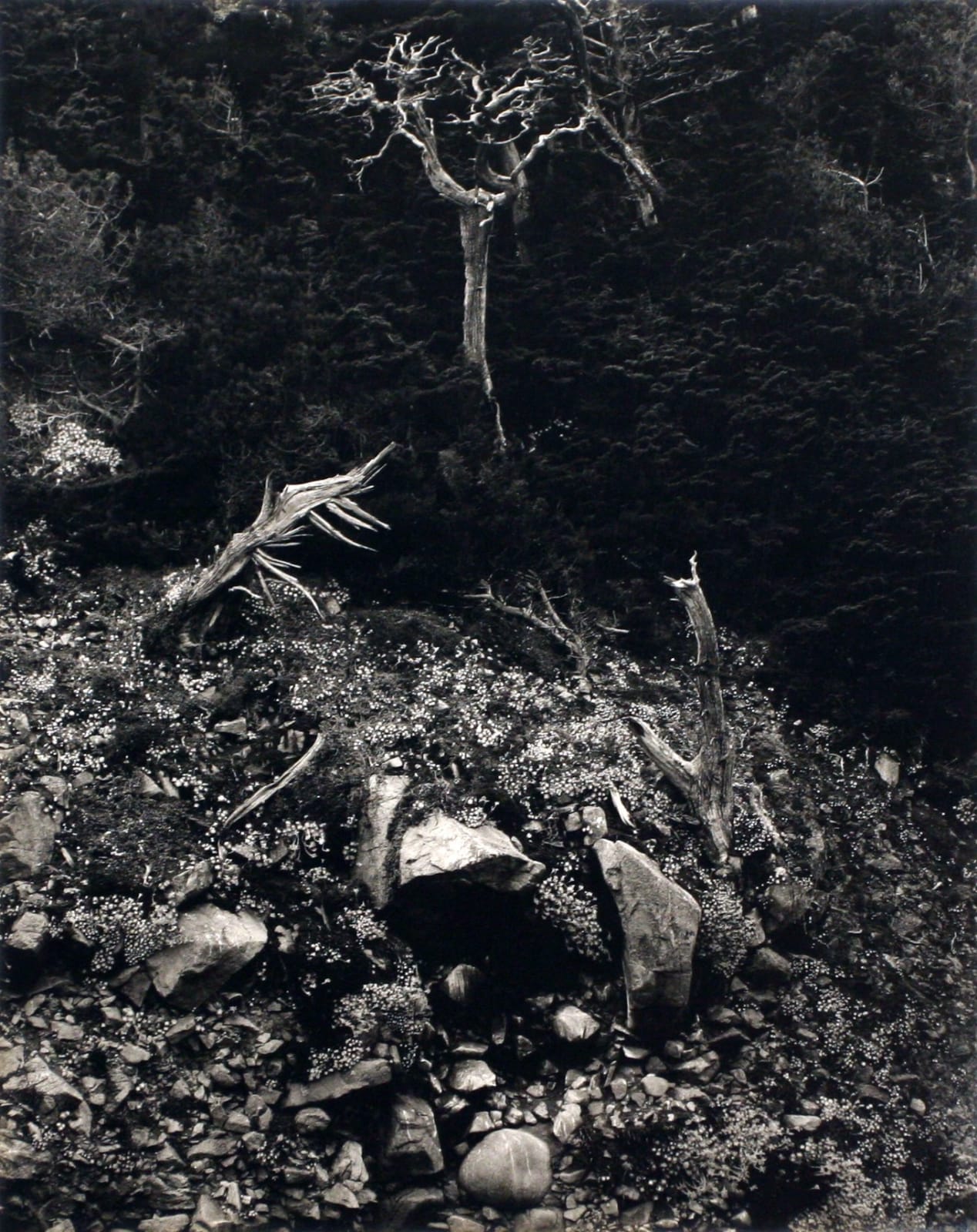 Edward Weston, North Dome, Point Lobos, 1946