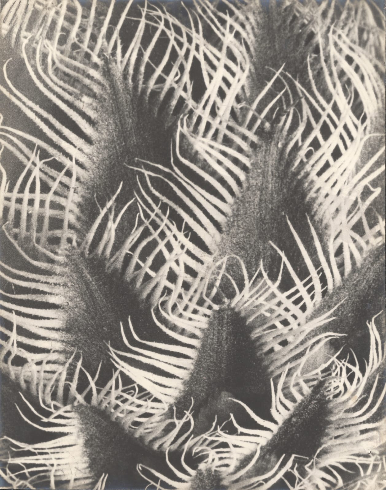 Karl Blossfeldt, Centaurea kotschyana, 1915-1925