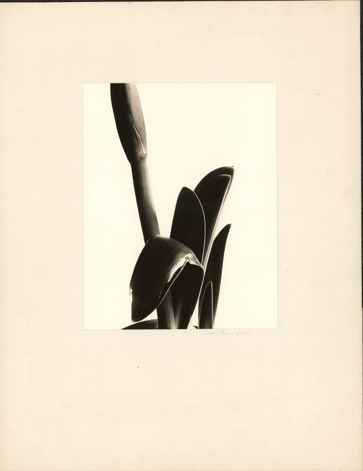 Imogen Cunningham, Amaryllis, 1933
