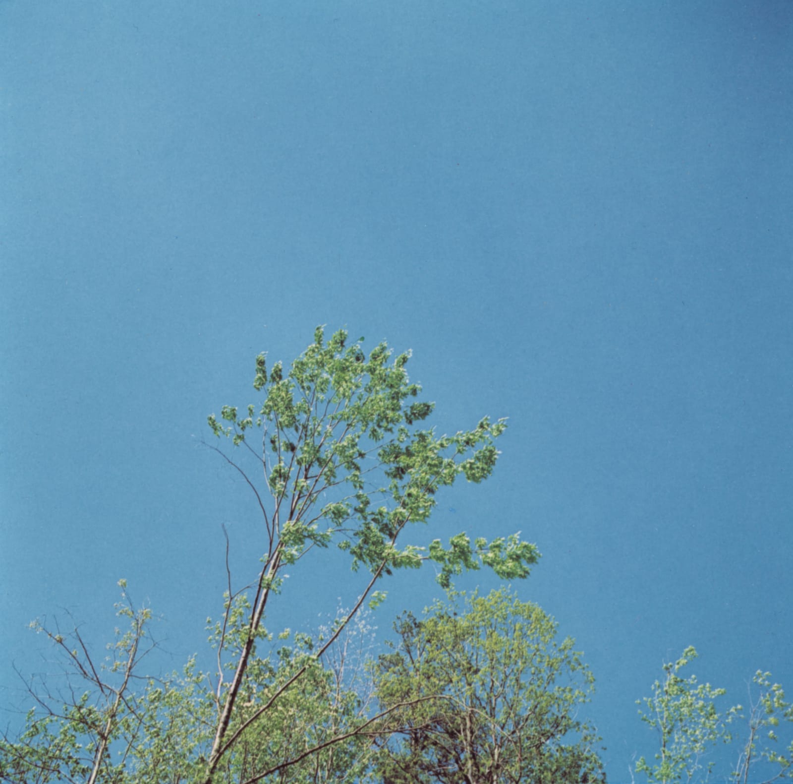 Harry Callahan, Lake Lanier (3 of 4 parts), 1979