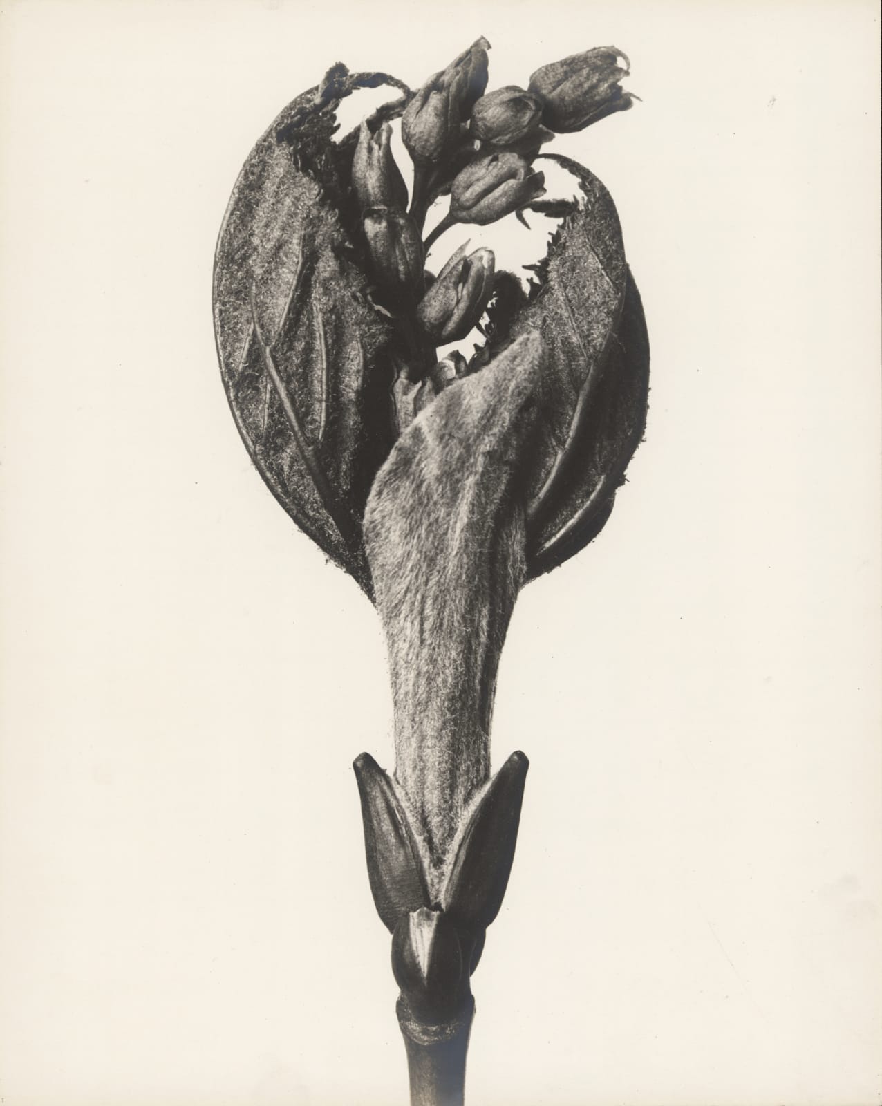 Karl Blossfeldt, Acer pensylvanicum (Striped maple), 1915-1925