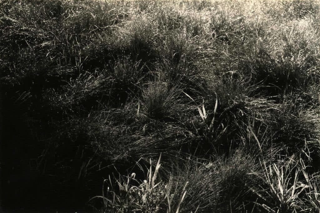 Alfred Stieglitz, Grasses, 1934
