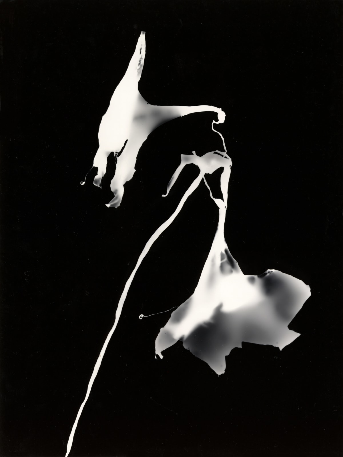 Barbara Morgan, Ghost of Amaryllis II, 1976