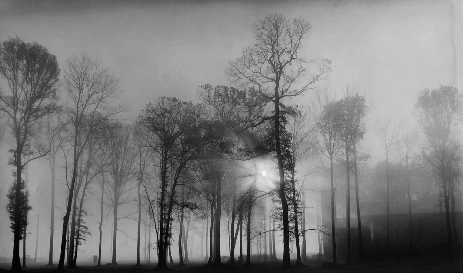 Adger Cowans, Sun and Trees, 1960