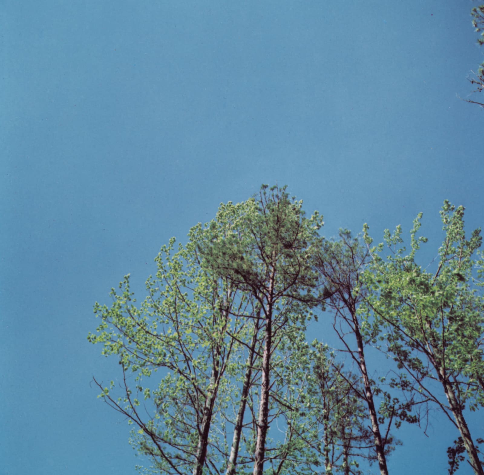 Harry Callahan, Lake Lanier (1 of 4 parts), 1979