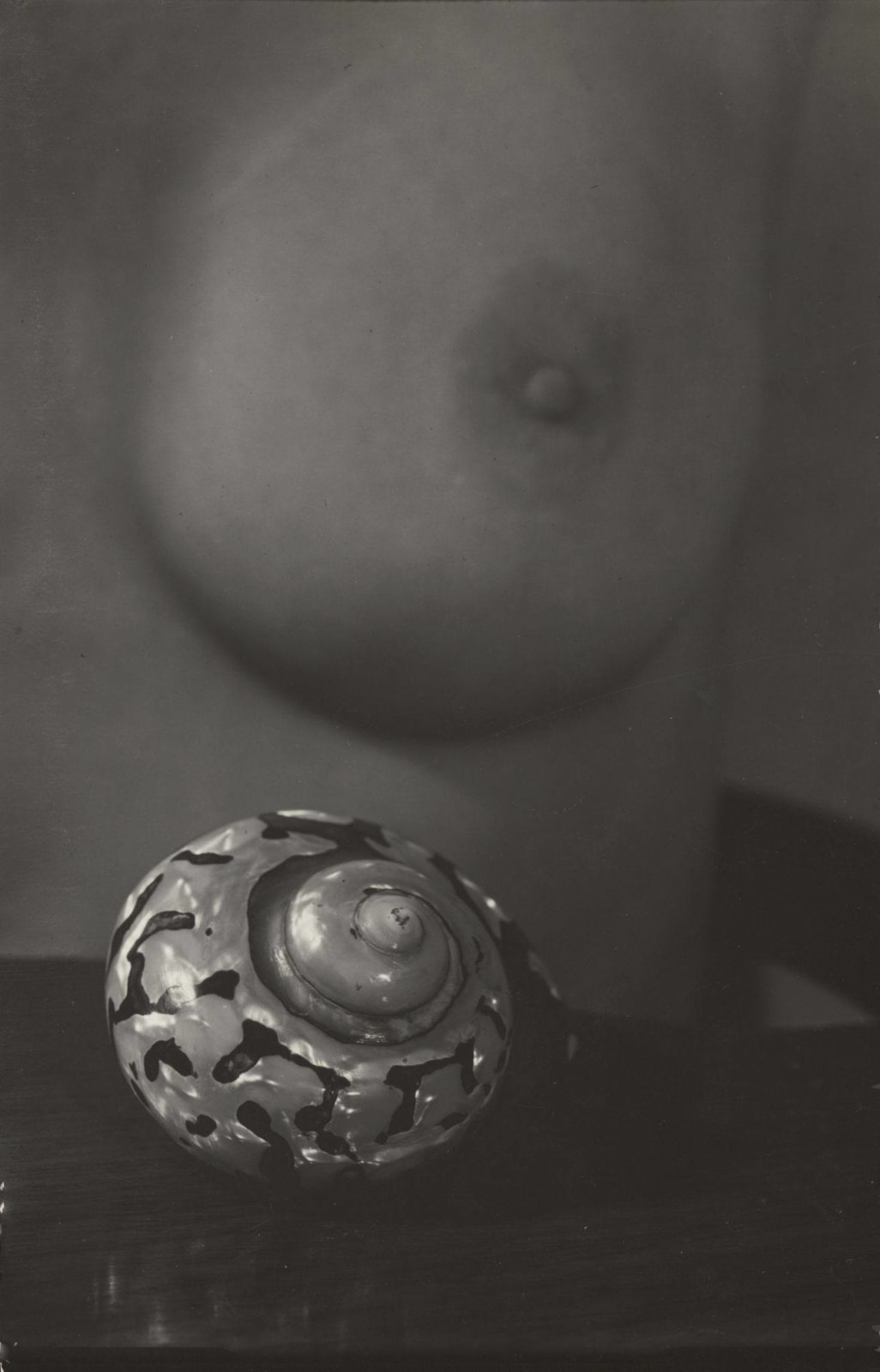 Josef Sudek, Detail mit der Muschel, 1951 - 1954
