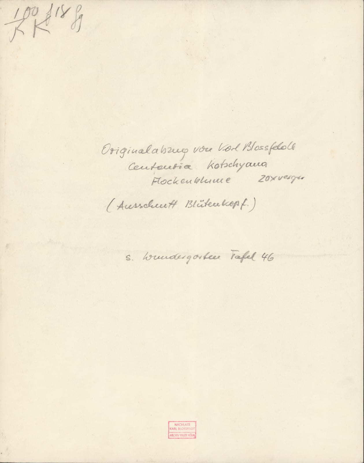 Karl Blossfeldt, Centaurea kotschyana, 1915-1925