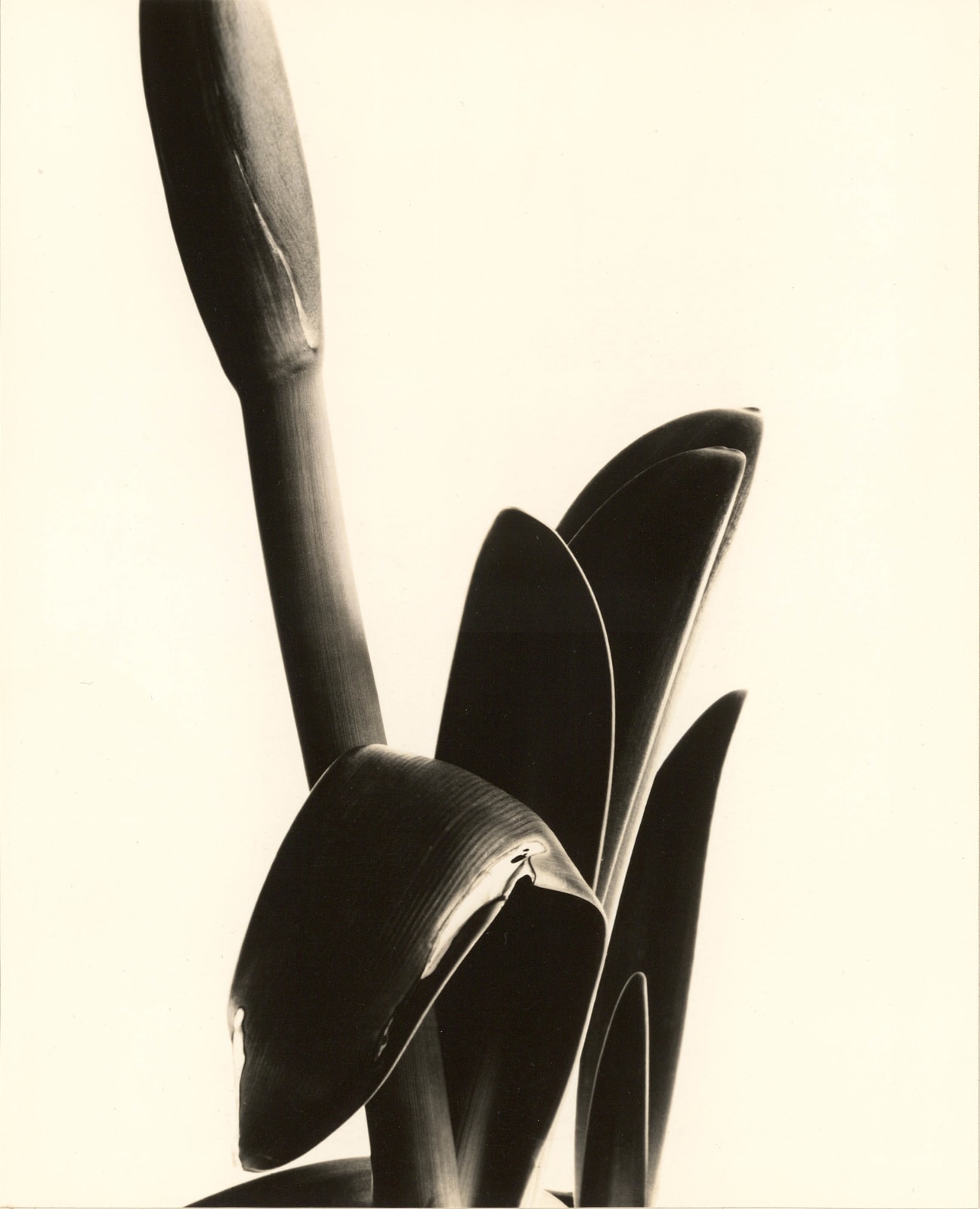 Imogen Cunningham, Amaryllis, 1933