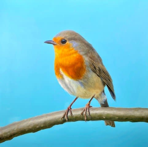 Elyo, And your bird can sing