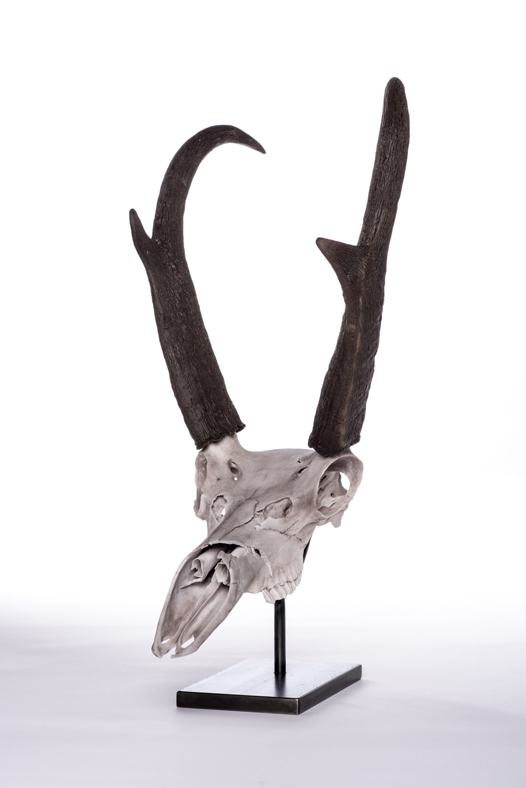 Pronghorn Skull