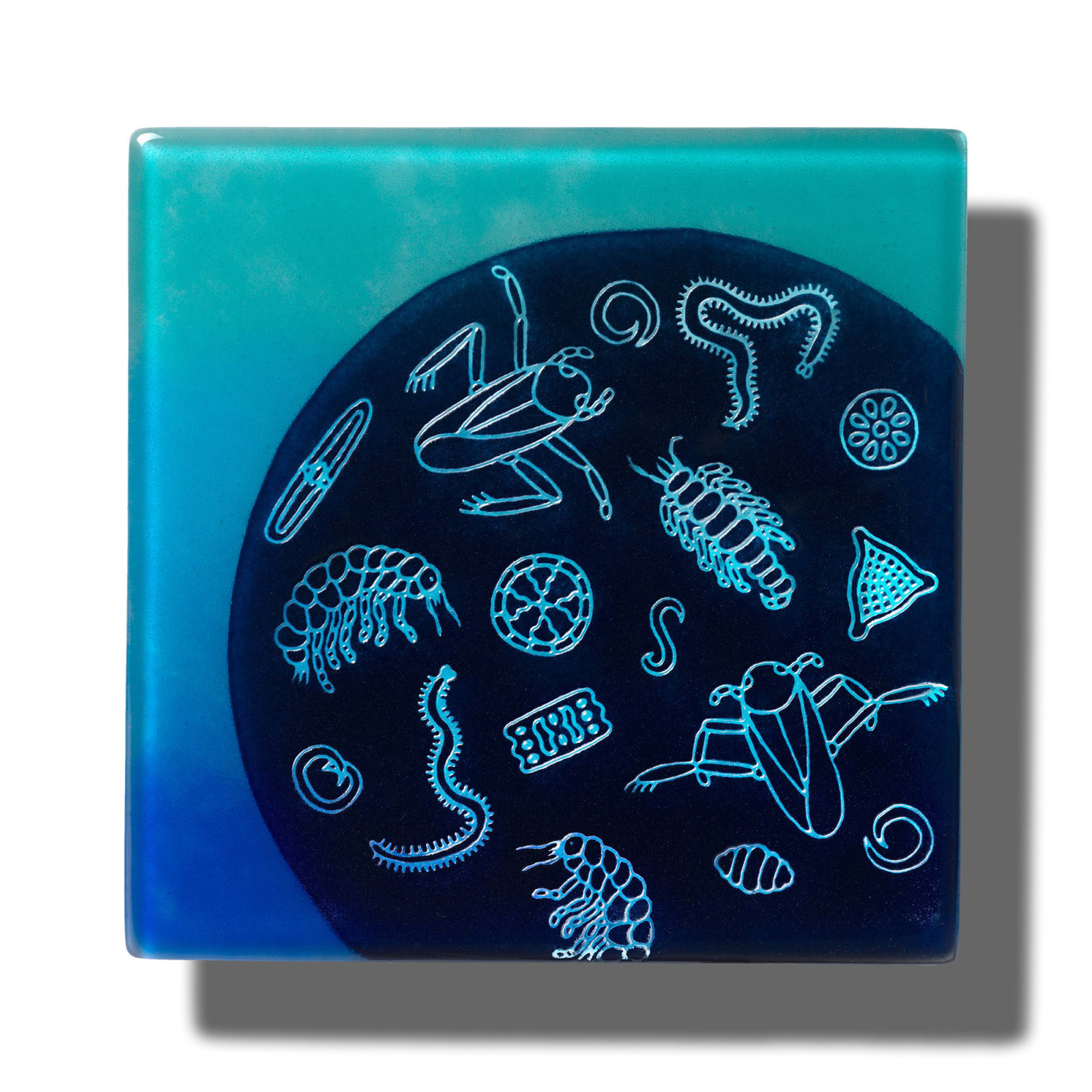 Life in Water