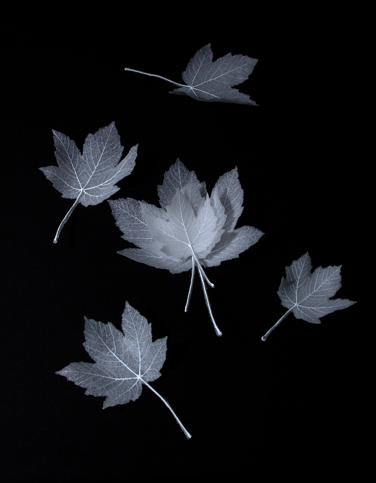 Leaves