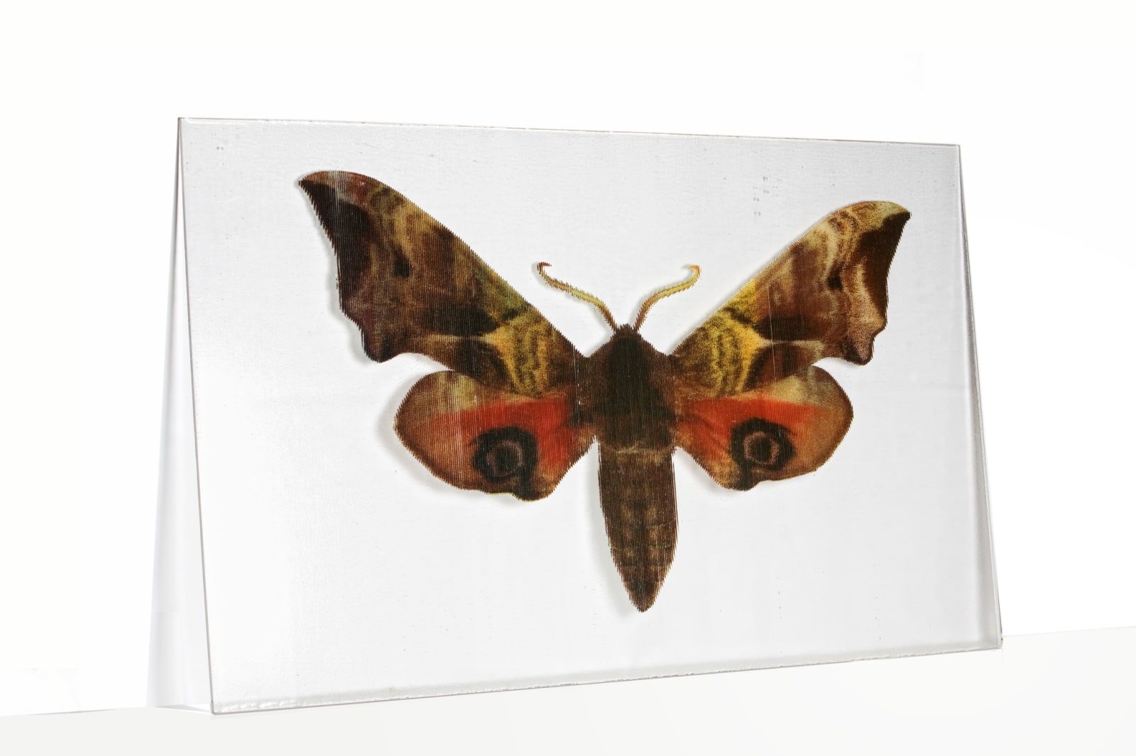 Flutter