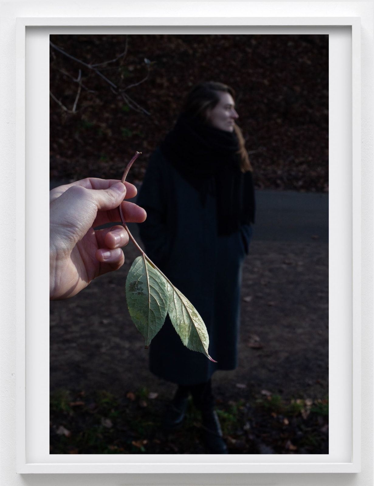 Paul Hutchinson, Johanna, branches, 2021