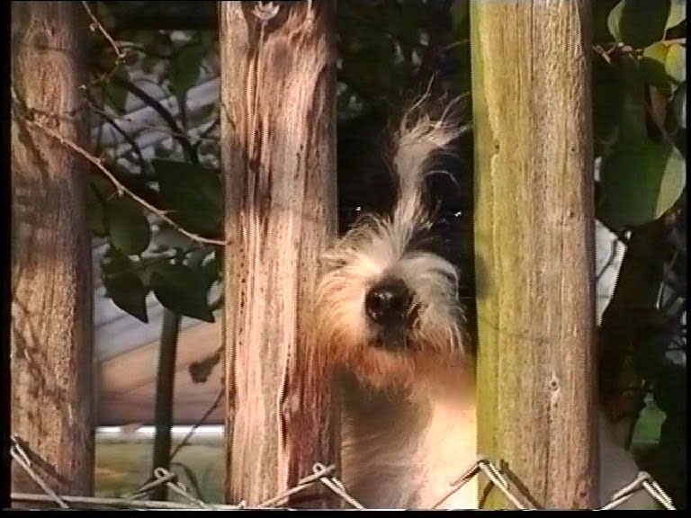 Peter Fischli, David Weiss, Hunde (Dogs), 2003