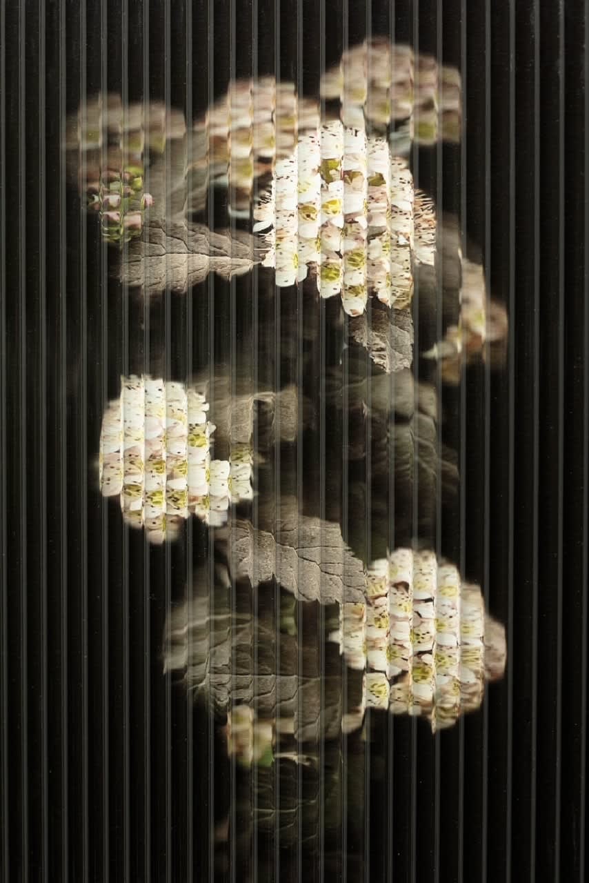 Donna Brennan, Fluted Image, 2024