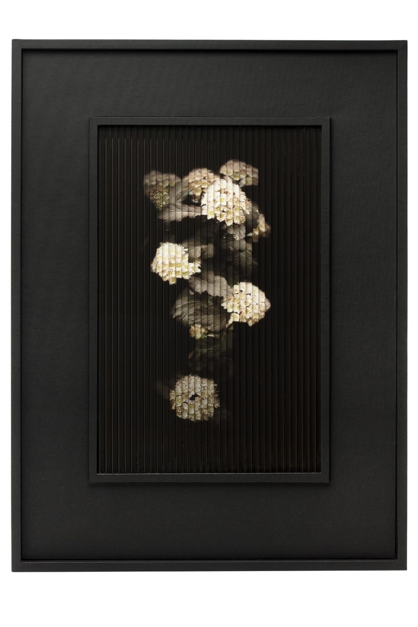 Donna Brennan, Fluted Image, 2024