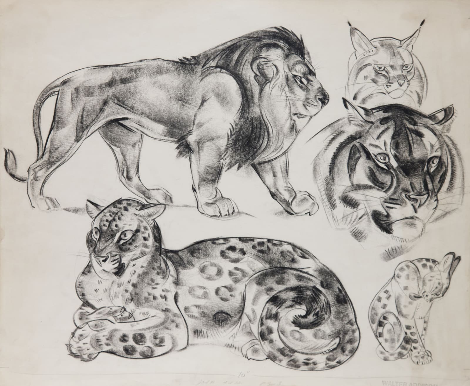 Walter Addison Big Cats Cat Family Study Cade Tompkins Projects