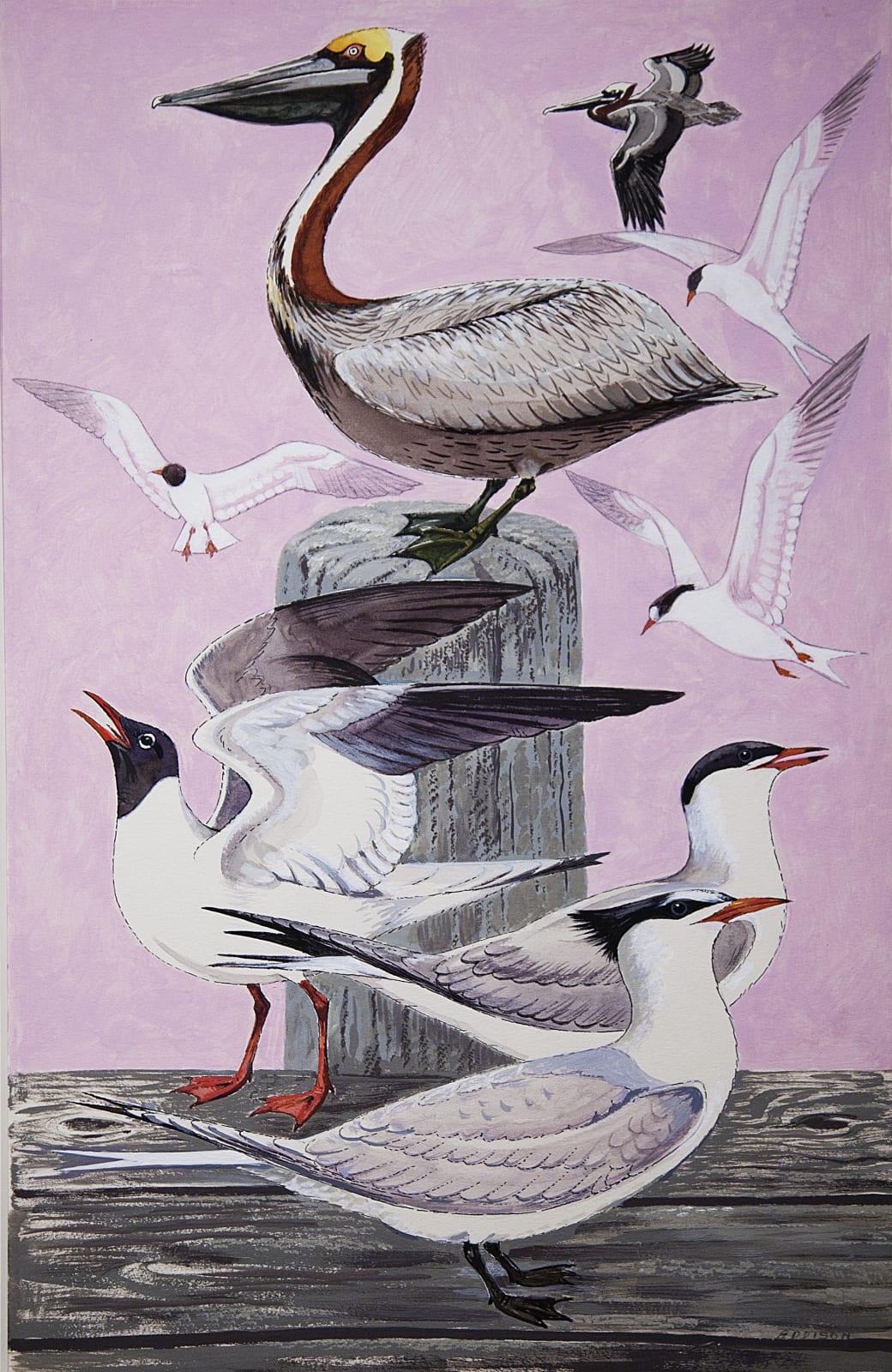 Walter Addison, Birds: Brown Pelican, Laughing Gull, Common Terns, Royal Tern, c. 1940