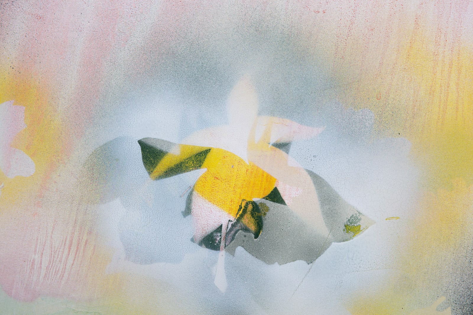 Helen Joseph, Floral shape and shadow, 2023