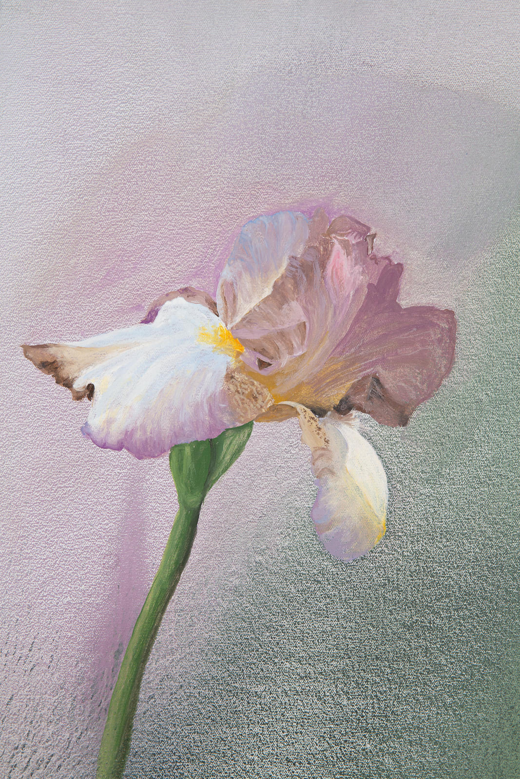 Helen Joseph, Iris 1, 2025