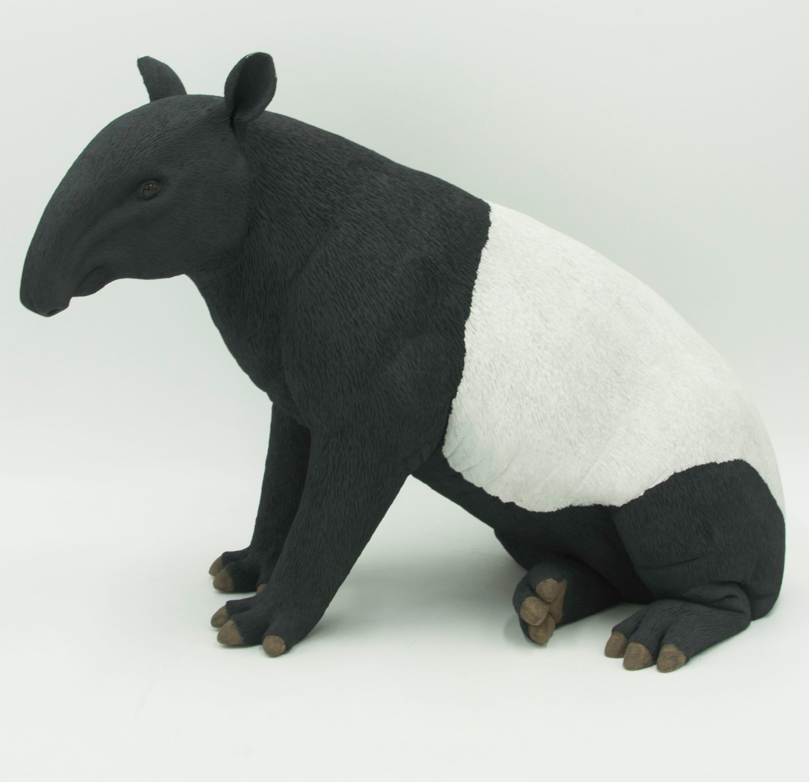 Matthew Edenbrow, Tapir