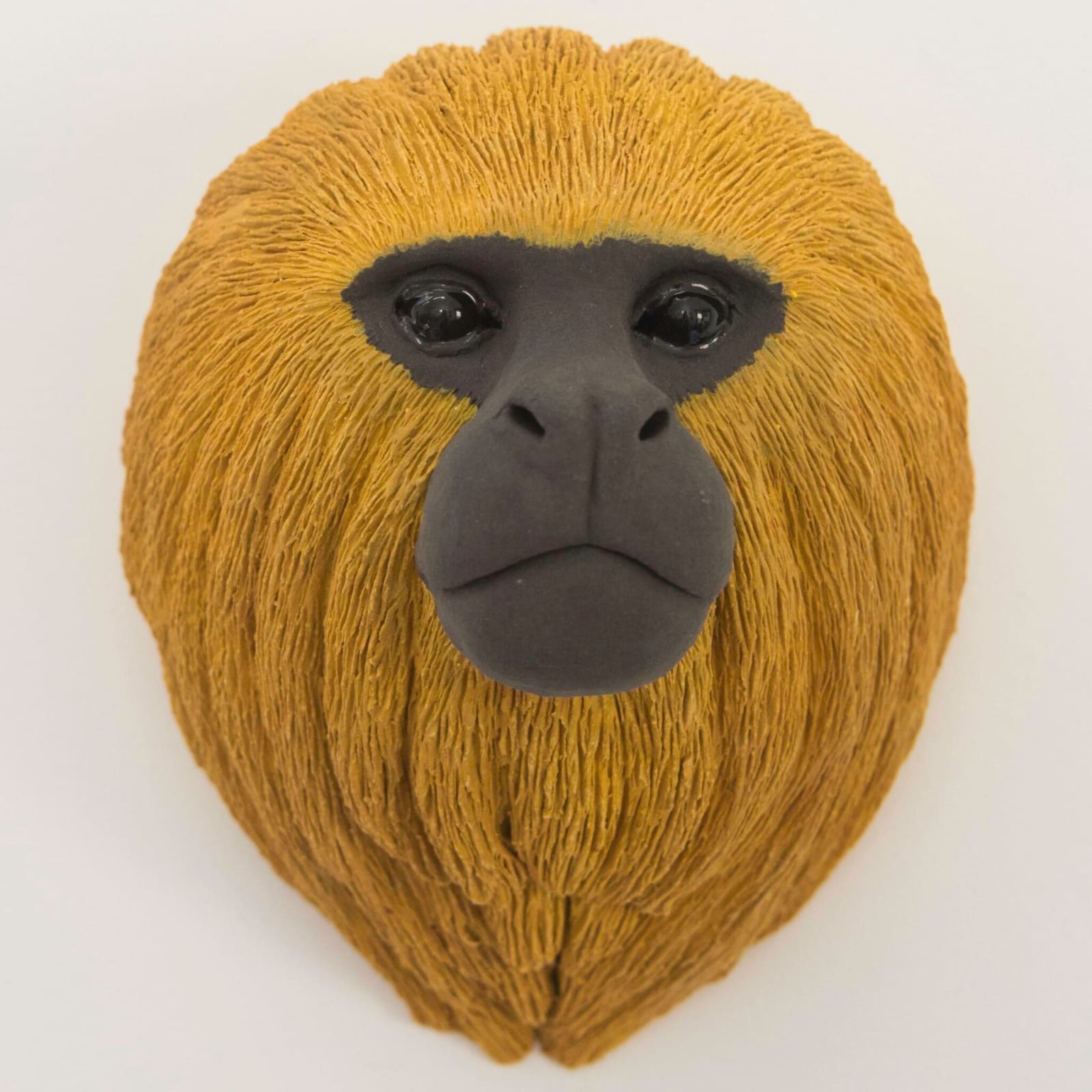 Matthew Edenbrow, Golden Lion Tamarin