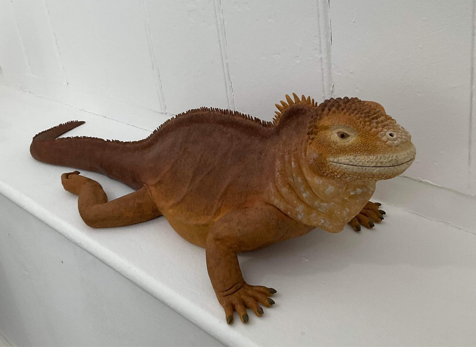 Matthew Edenbrow, Galapagos Land Iguana