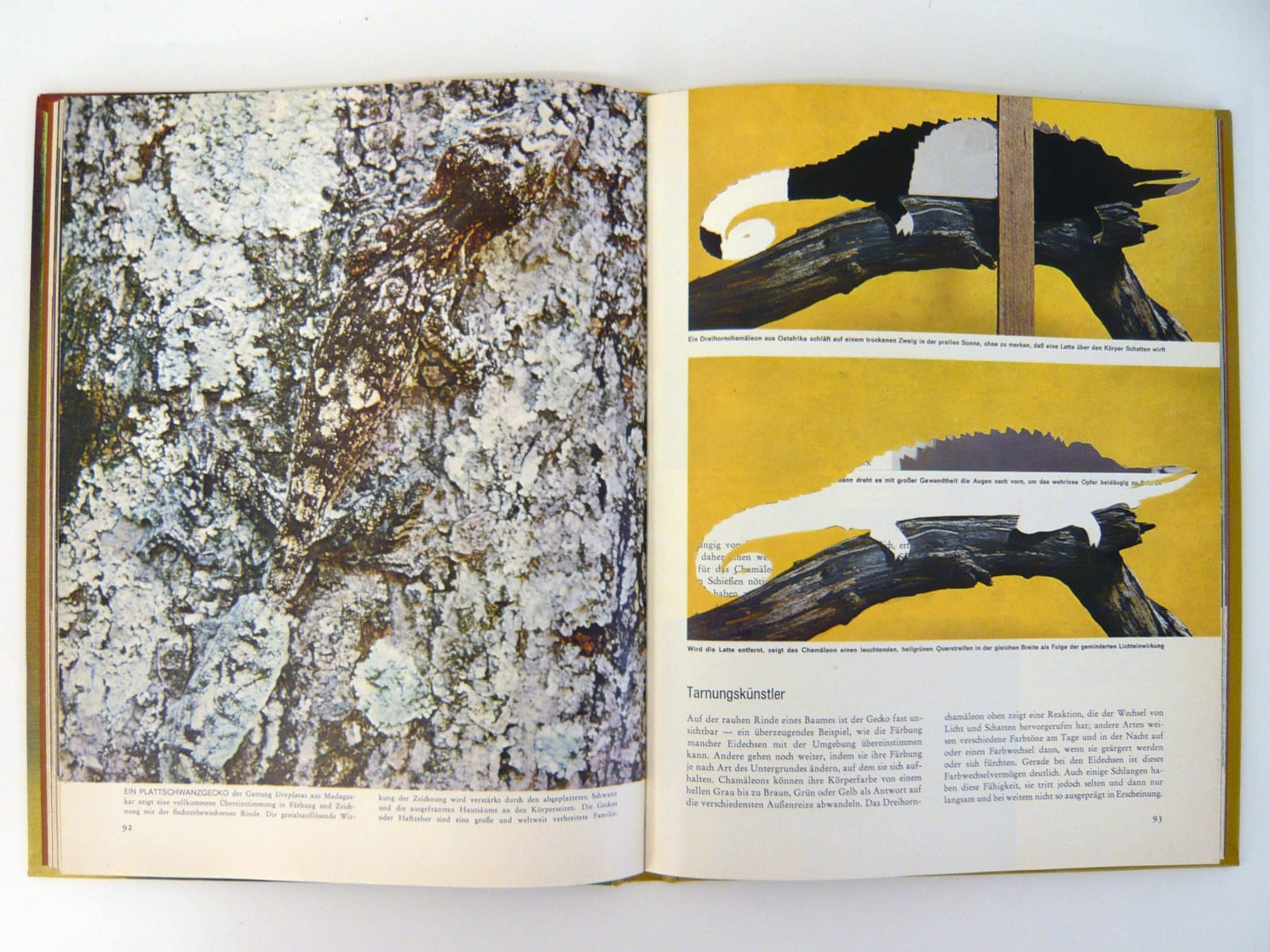 Michalis Pichler, Chamaeleon # 93