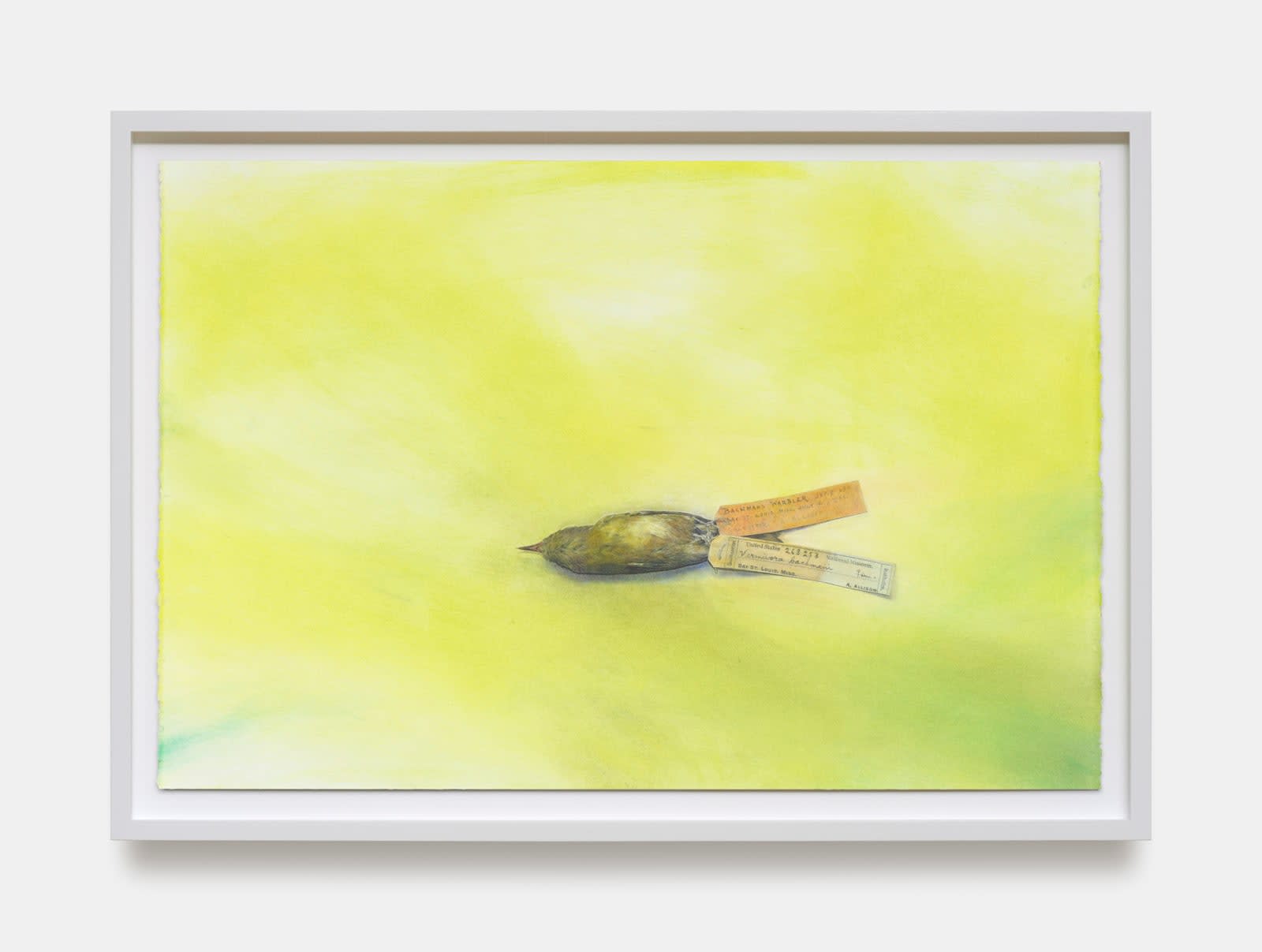 Andrea Bowers, The Dead Silence of Extinction (Bachman's Warbler, last confirmed sighting 1988, LA, scientific specimen preserved at Smithsonian National Museum of Natural History), 2023