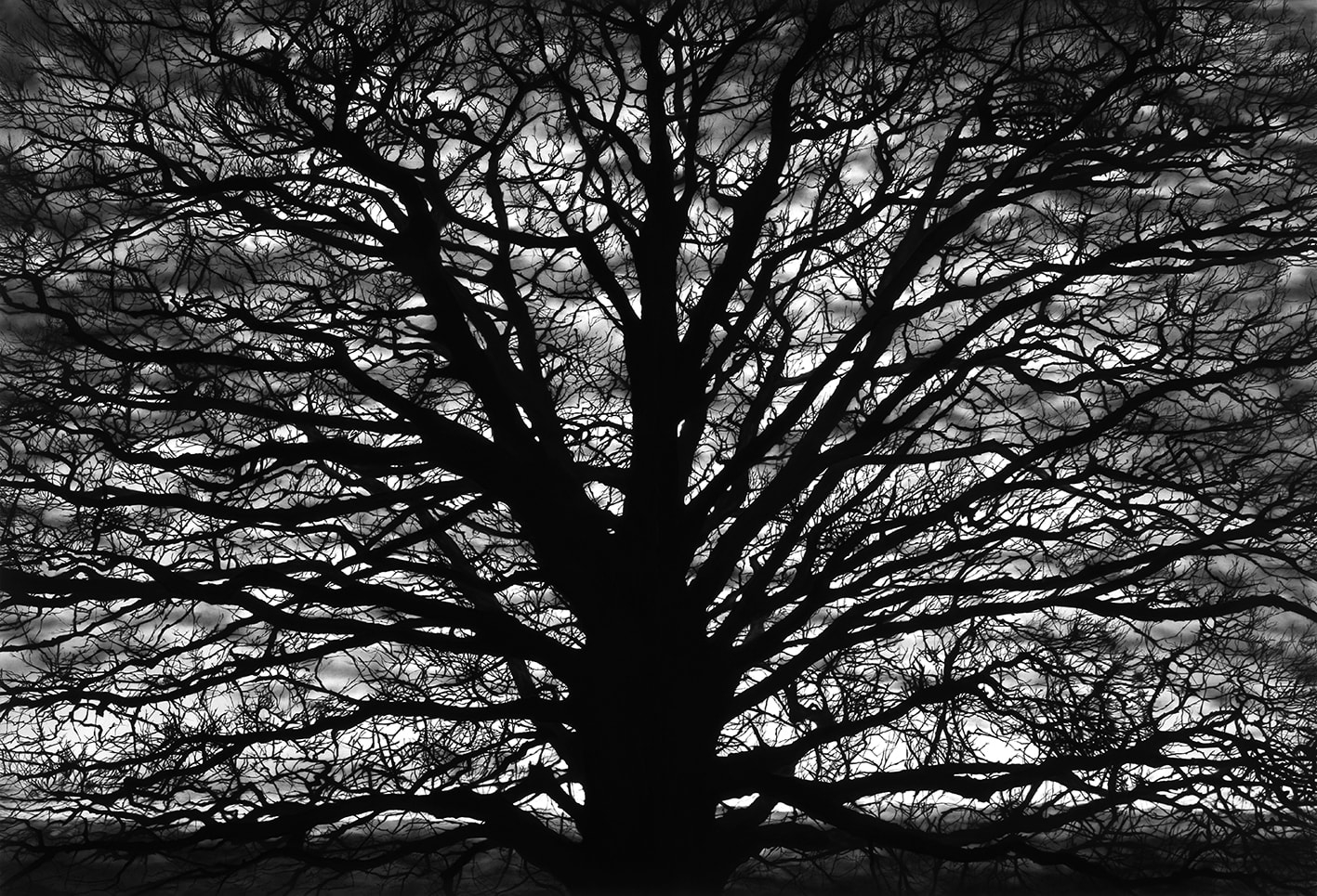 Robert Longo, Untitled (Gothic Tree), 2018