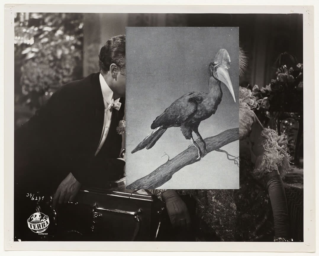 John Stezaker, Natural History III, 2013