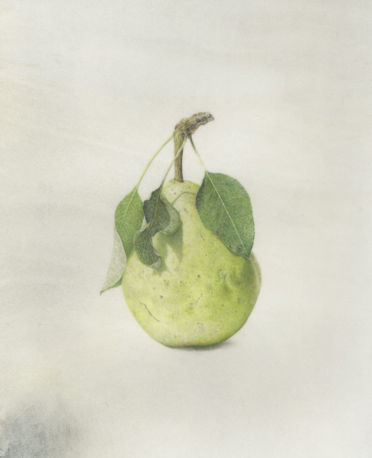Kelly Leahy Radding Pyrus Communis Watercolor on vellum 15 x 12 inches (RADDING 1)