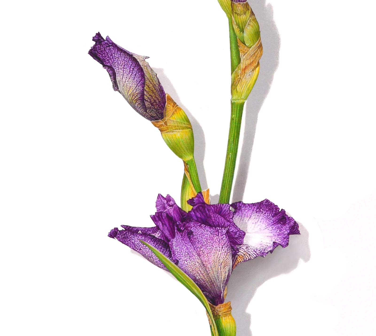 David Morrison Iris Series No. 6, 2020 colored pencil on paper 30 x 16 inches (MORRISON 10)