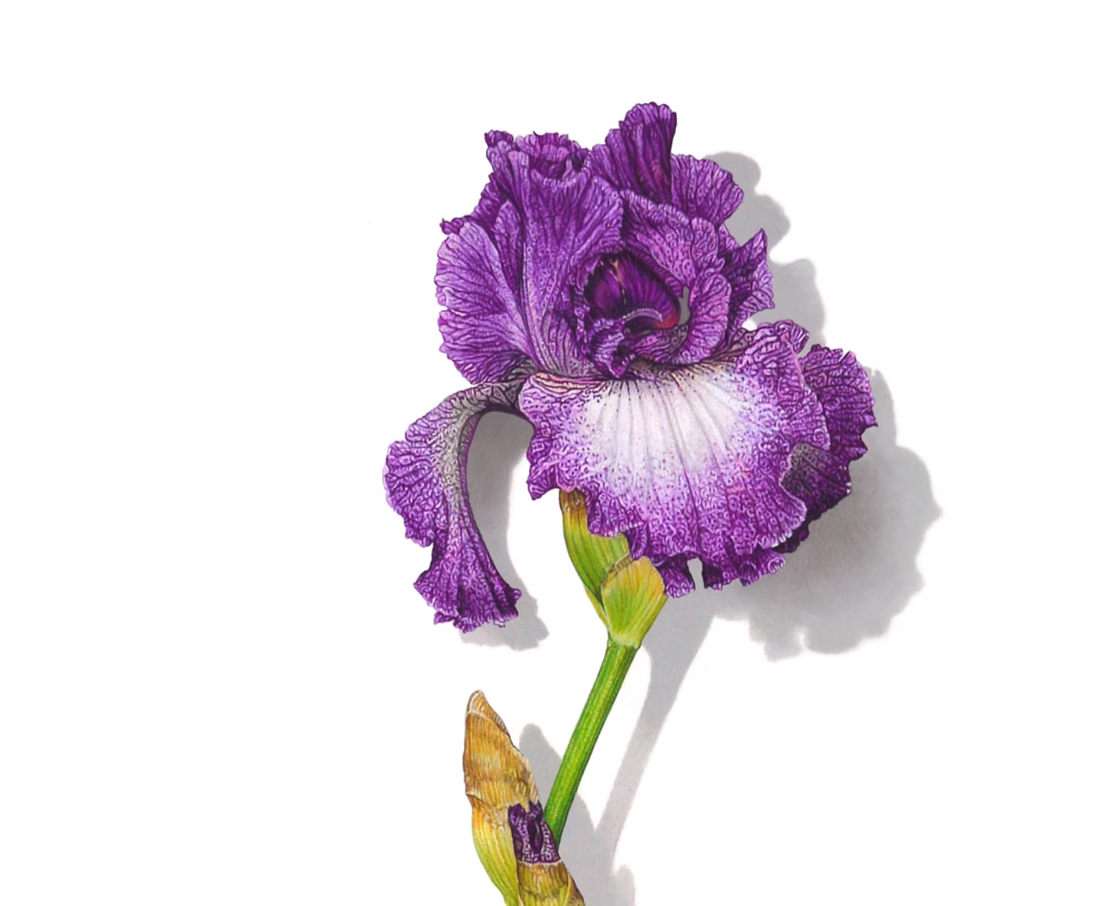 David Morrison Iris Series No. 6, 2020 colored pencil on paper 30 x 16 inches (MORRISON 10)