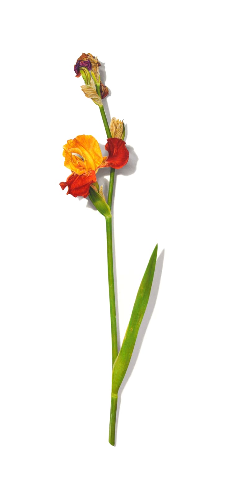 David Morrison Iris Series No. 9, 2020 colored pencil on paper 26 x 14 inches (MORRISON 13)