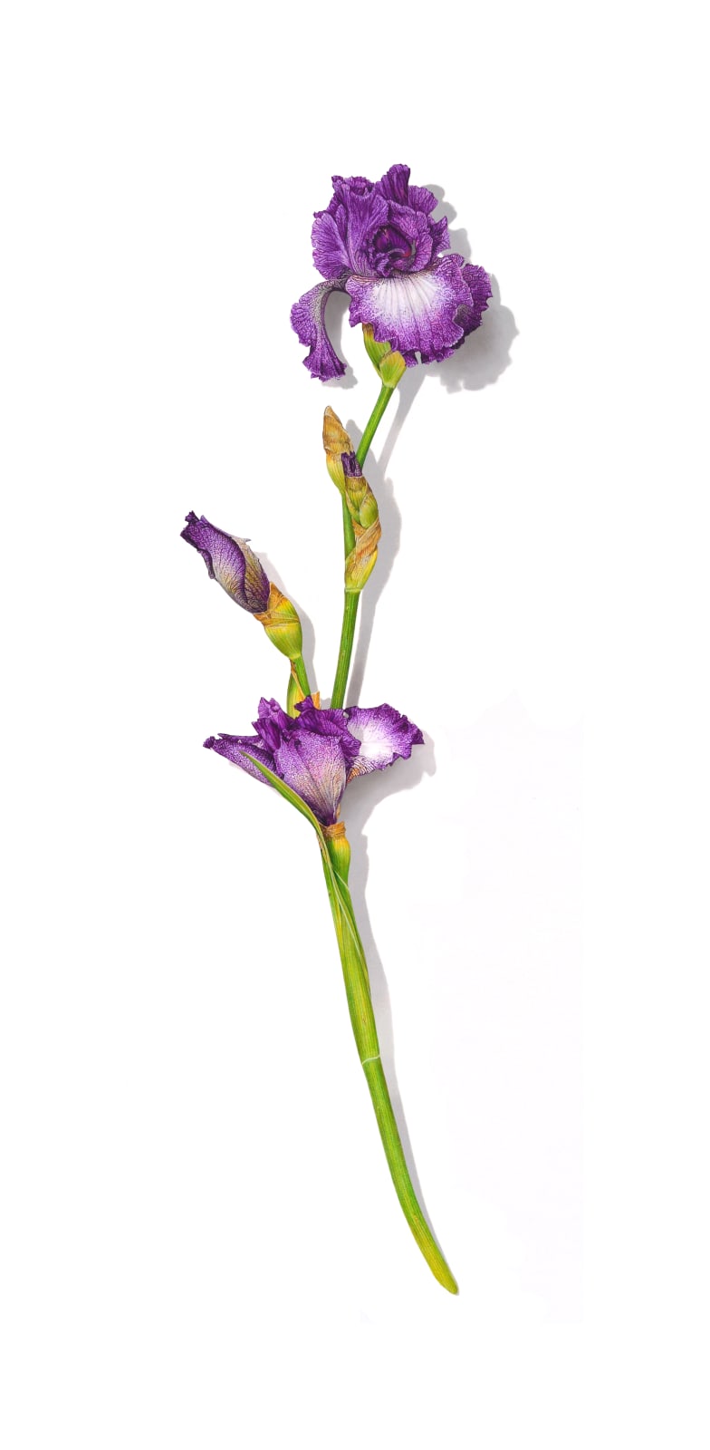 David Morrison Iris Series No. 6, 2020 colored pencil on paper 30 x 16 inches (MORRISON 10)