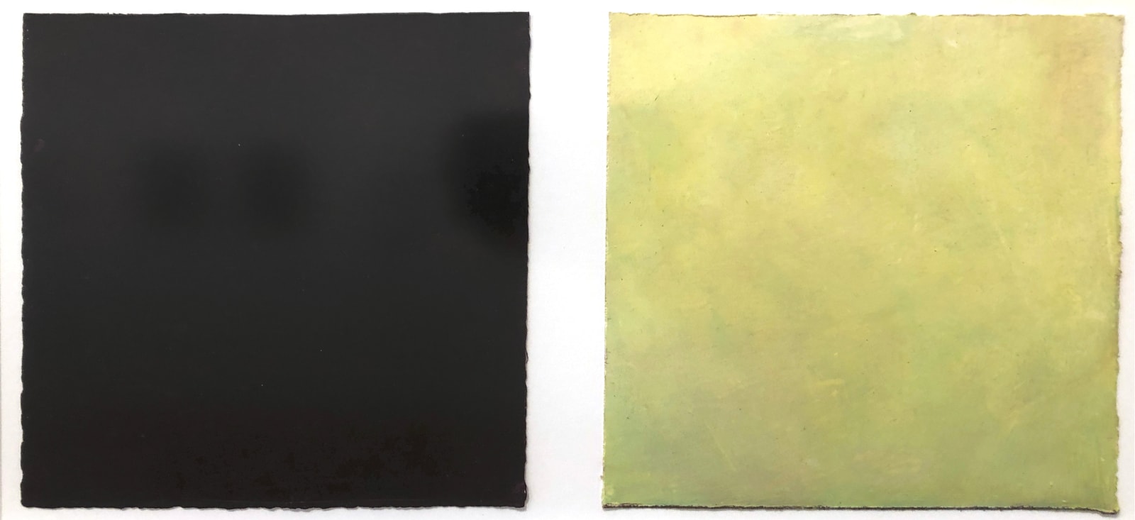 Daisy Craddock, Rosa Bianca, 2018