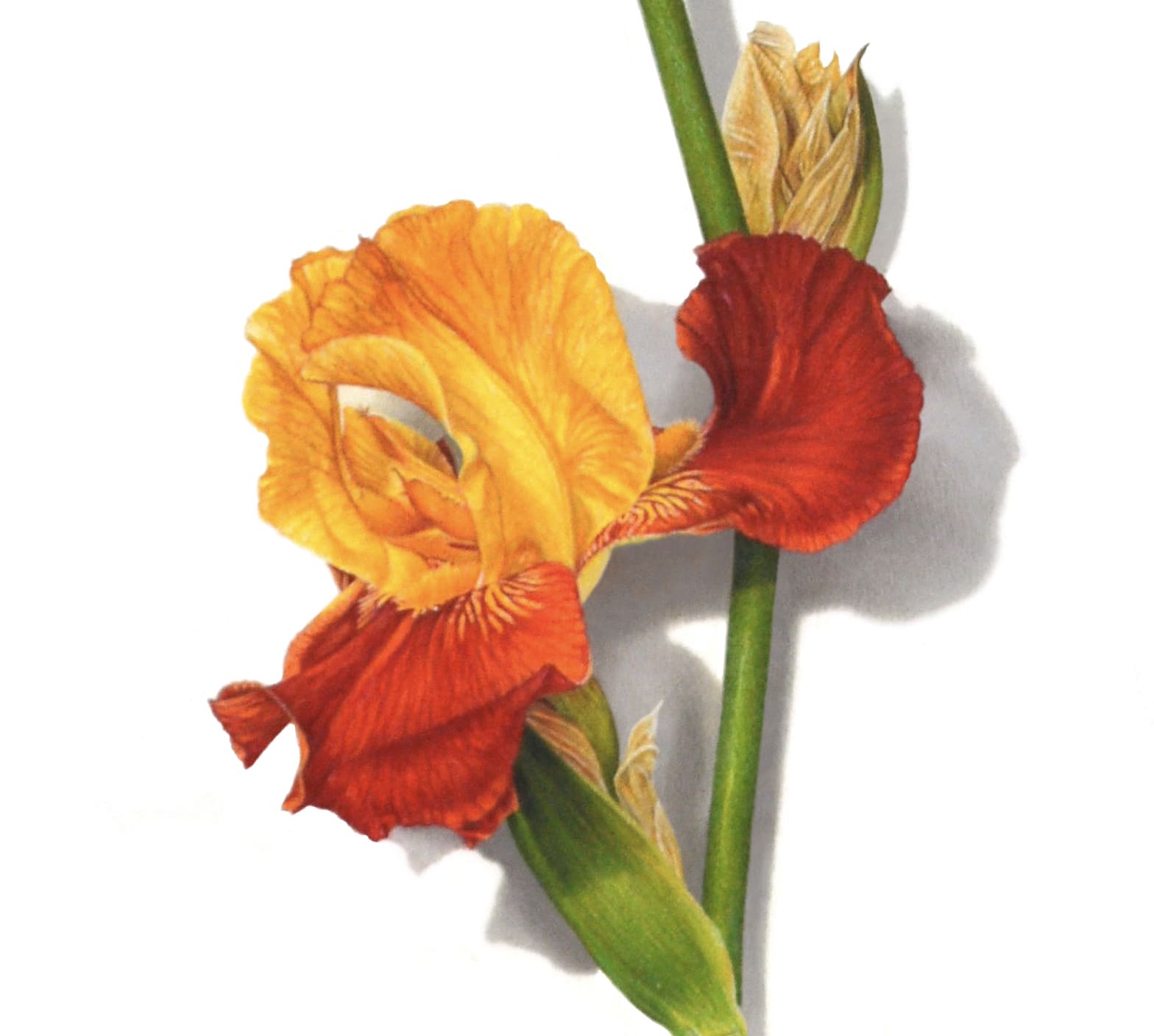 David Morrison Iris Series No. 9, 2020 colored pencil on paper 26 x 14 inches (MORRISON 13)