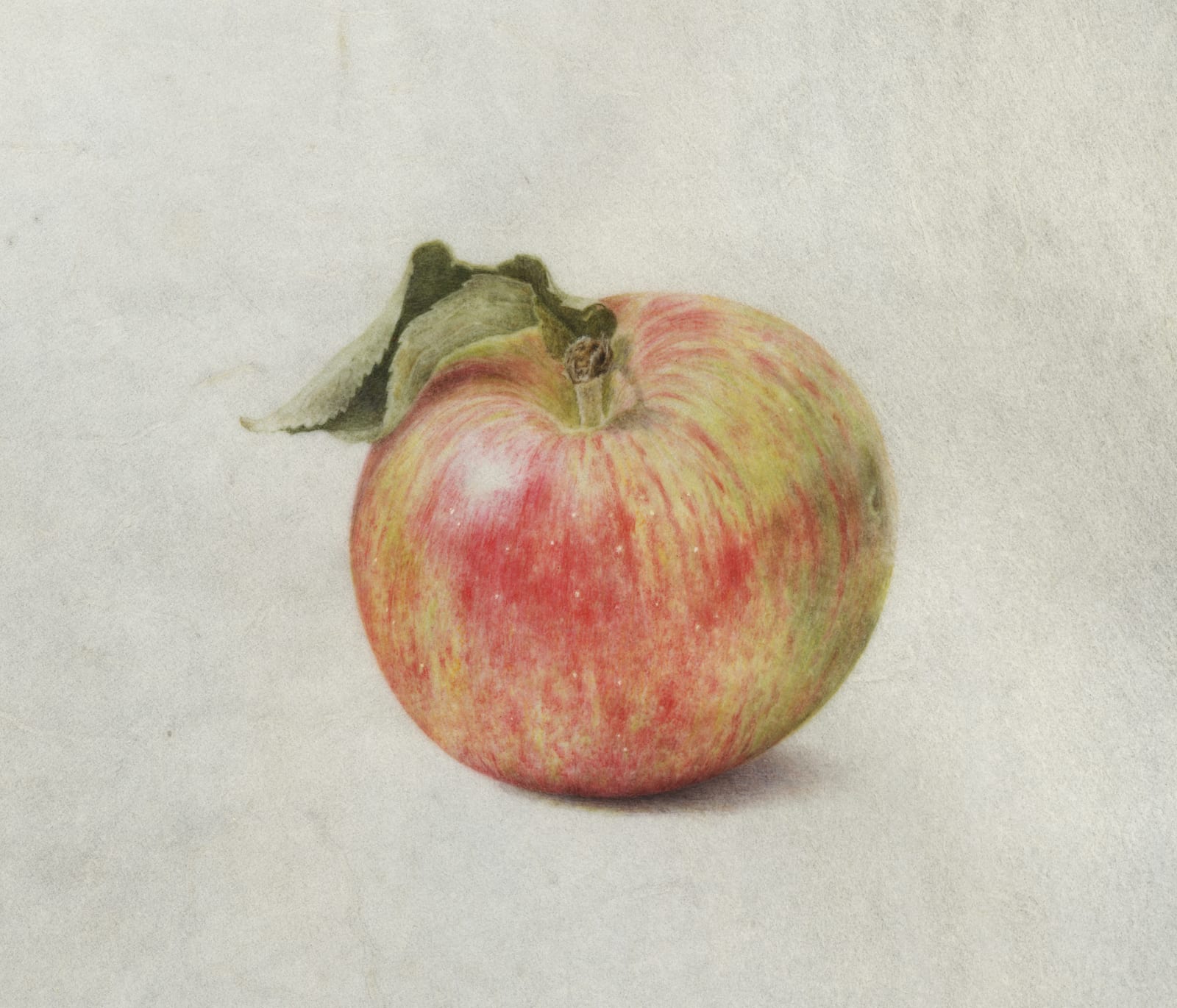Kelly Leahy Radding Heirloom Granniwinkle Apple Watercolor on vellum 7.5 x 7.5 inches (RADDING 2)