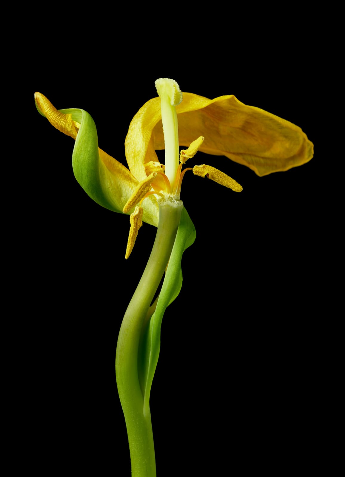 Tim Nighswander Yellow Tulip #19, 2020 Archival pigment print 62 x 44 inches (NIGHS 2)