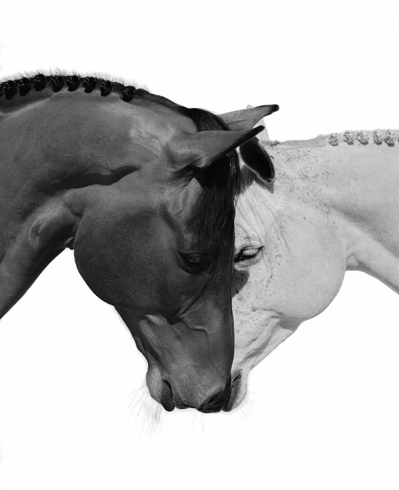 “Together As One”, photograph by American artist Beau Simmons. Available at Carousel Fine Art West Palm Beach.