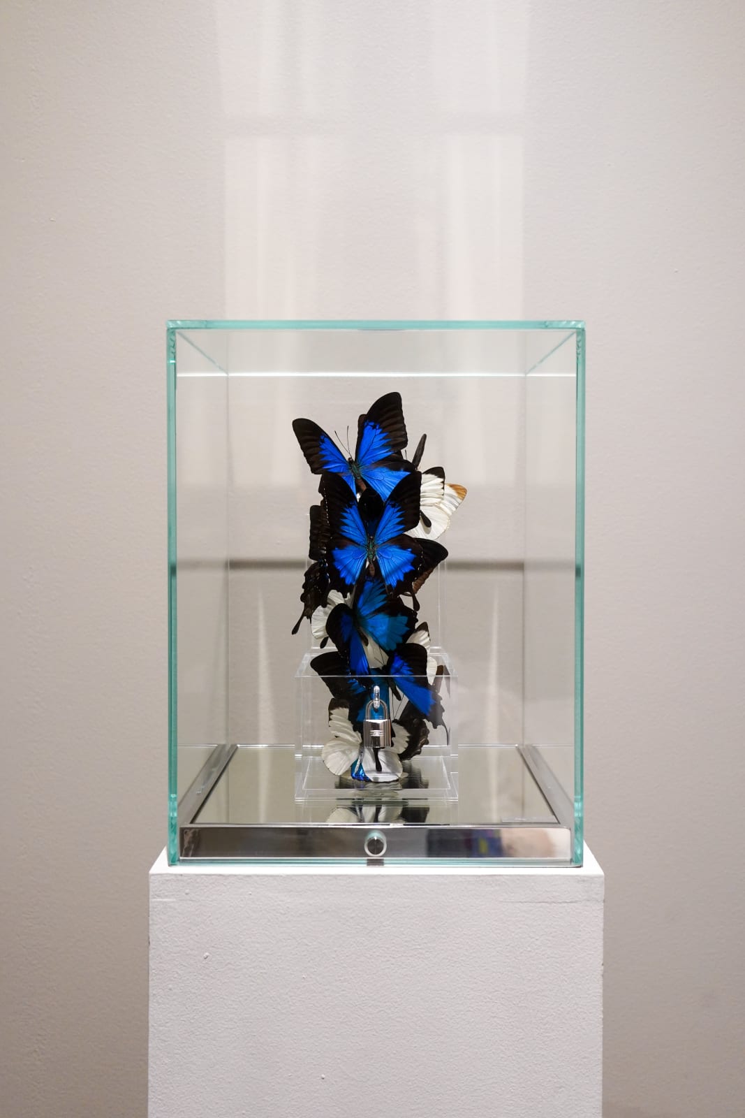 “Love Lock Sky”, sculpture by Roman Feral artist from France, based in Miami. Available at Carousel Fine Art Atlanta. The artist's technique involves transforming the ephemeral into the timeless, which has become his signature. He integrates ancestral luxury techniques with the magnificence of butterflies, suspended in endless flight, creating a unique artistic universe imbued with purity and delicacy that captivates beyond languages and borders. Colors of this work : Blue, Black, White