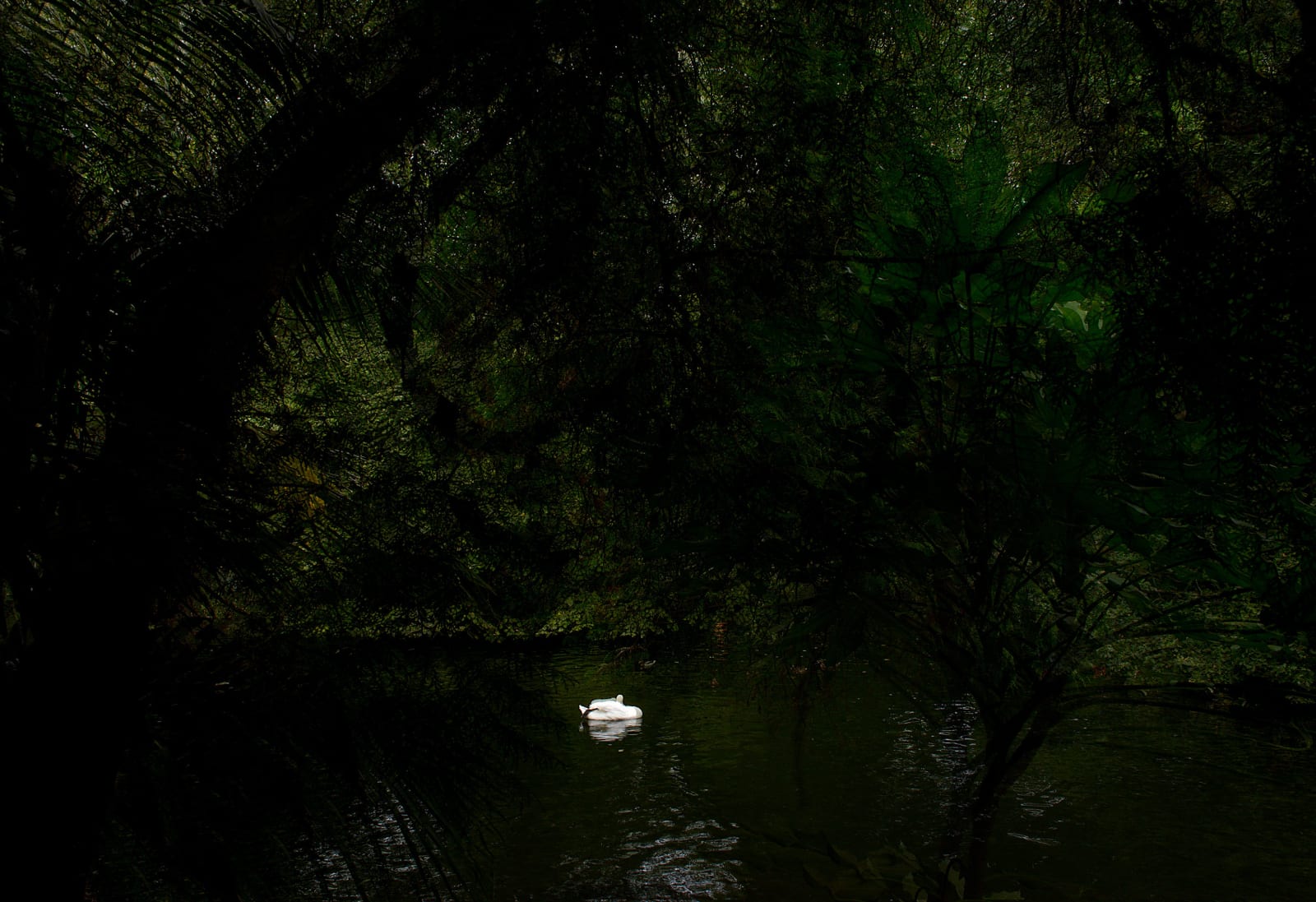 Albano Afonso, Cisne, 2023