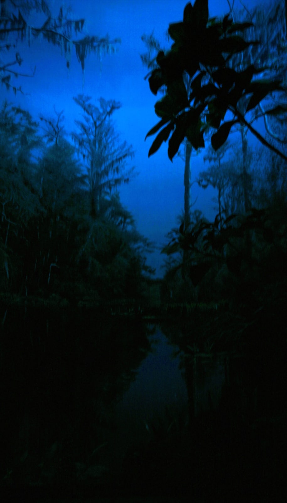 Albano Afonso, Floresta Azul, 2008