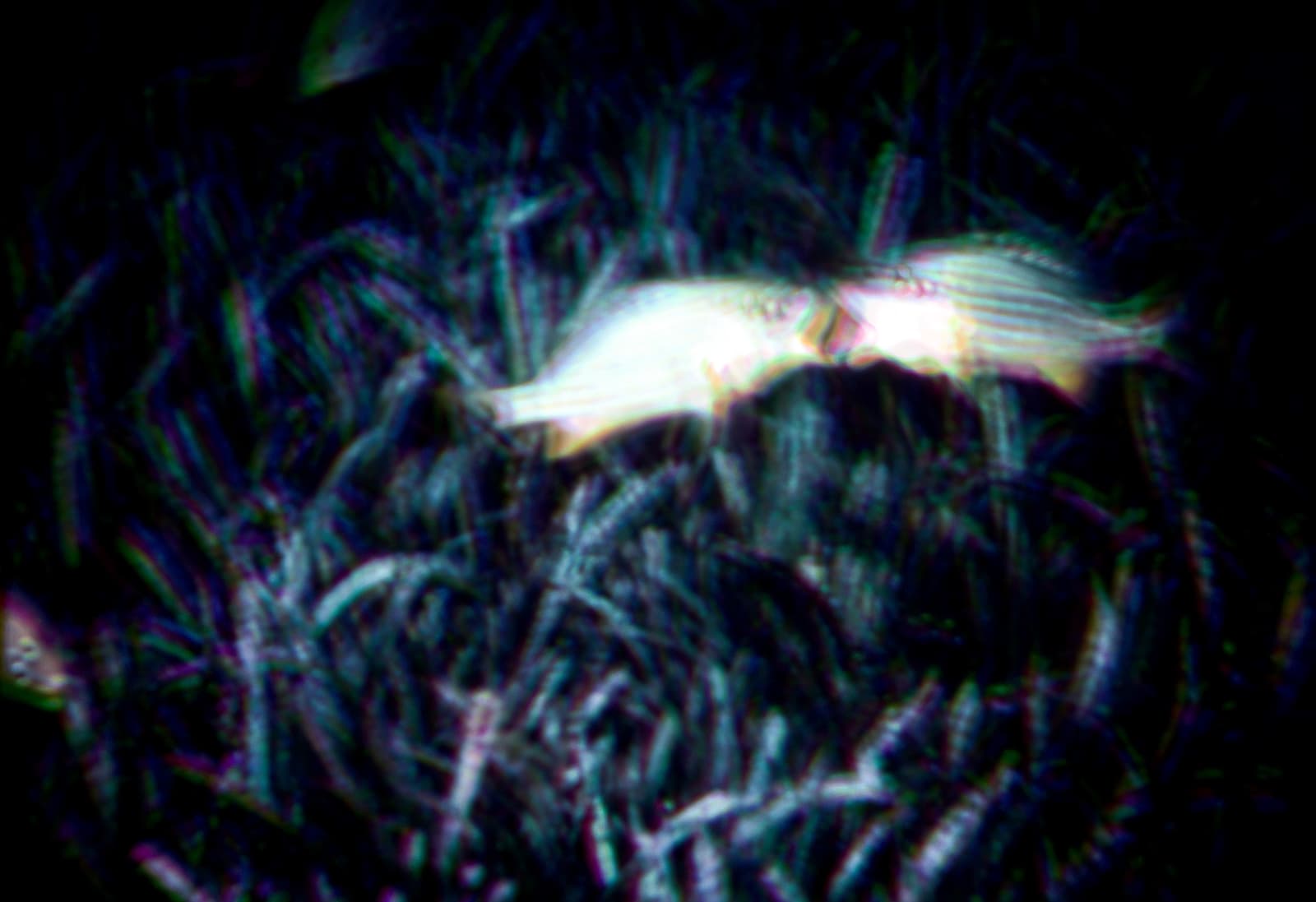 Albano Afonso, Peixes, 2023