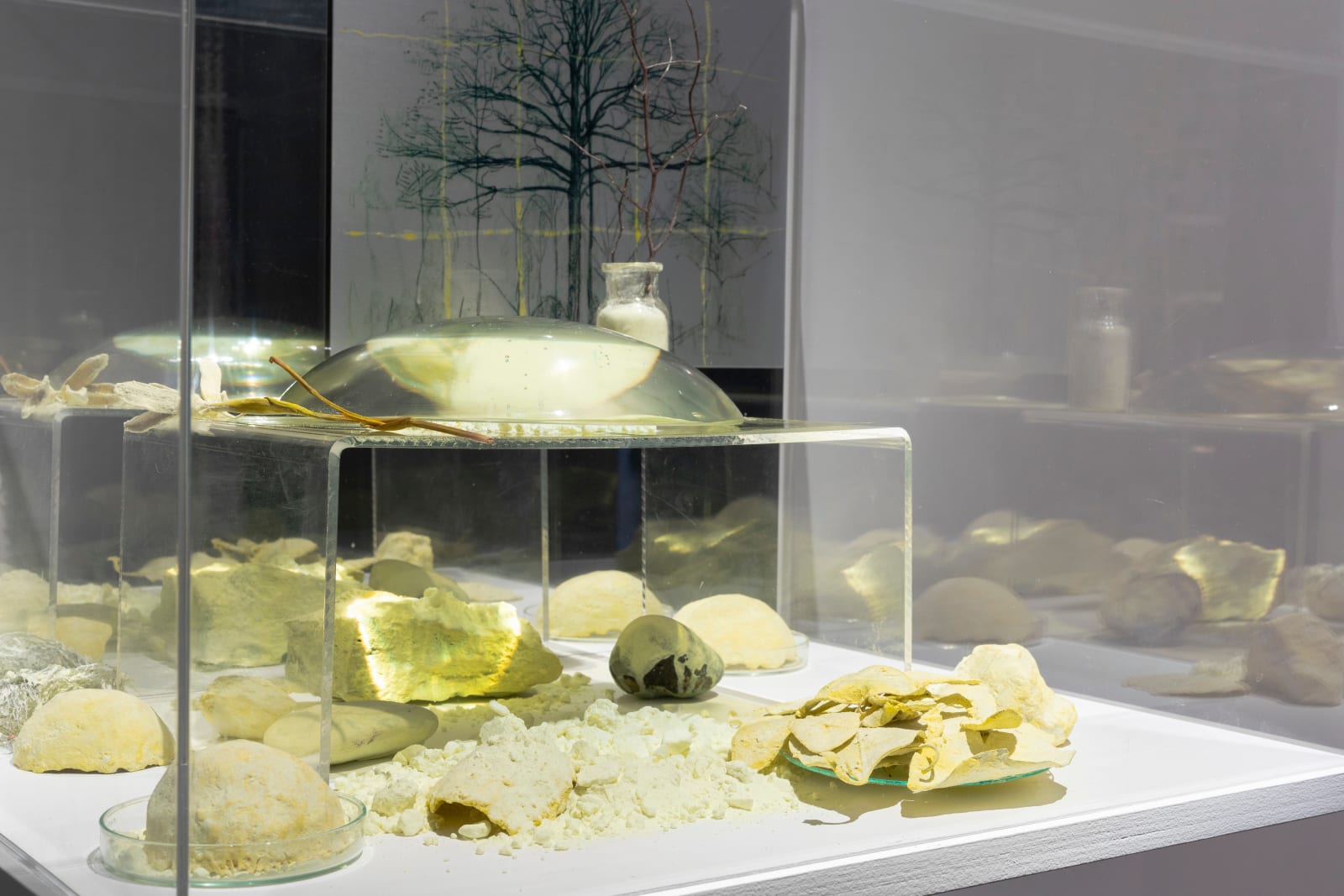 Janet Laurence, Garden for Mondrien, 2024