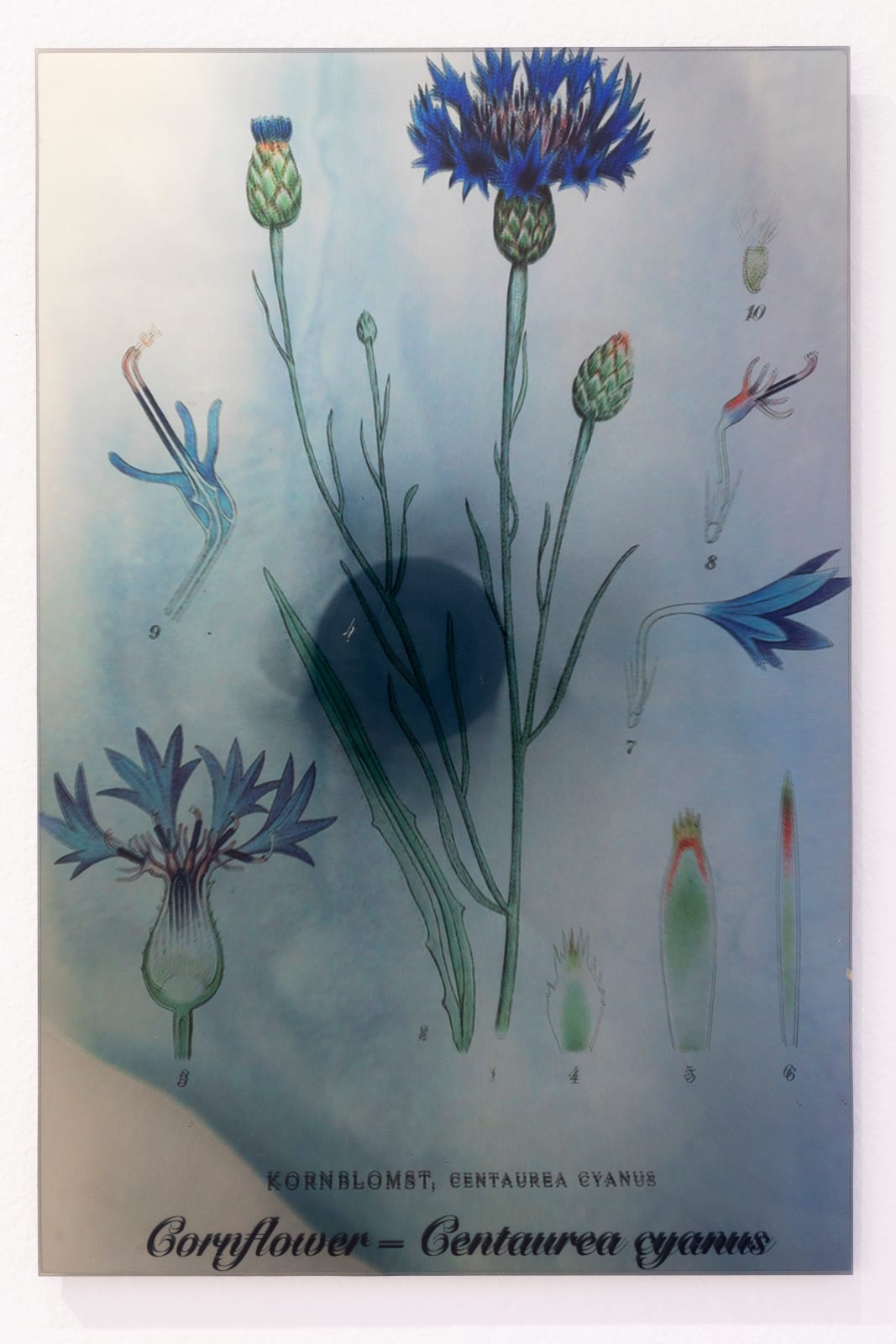 Janet Laurence, Plants Bleed Lakes (Cornflower), 2020