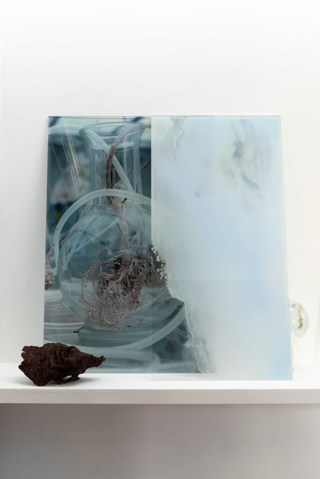 Janet Laurence, Healing from Beneath II, 2024